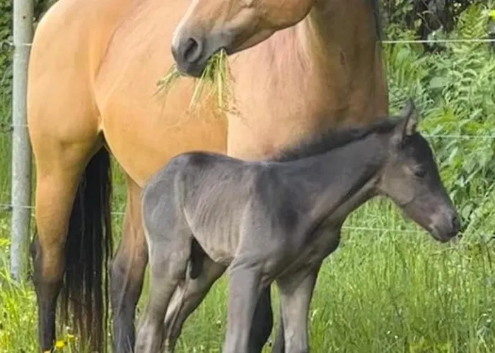 Photo de Ferienwohnung Mit Sonniger Dachterrasse Am Pferdehof Eichendorf